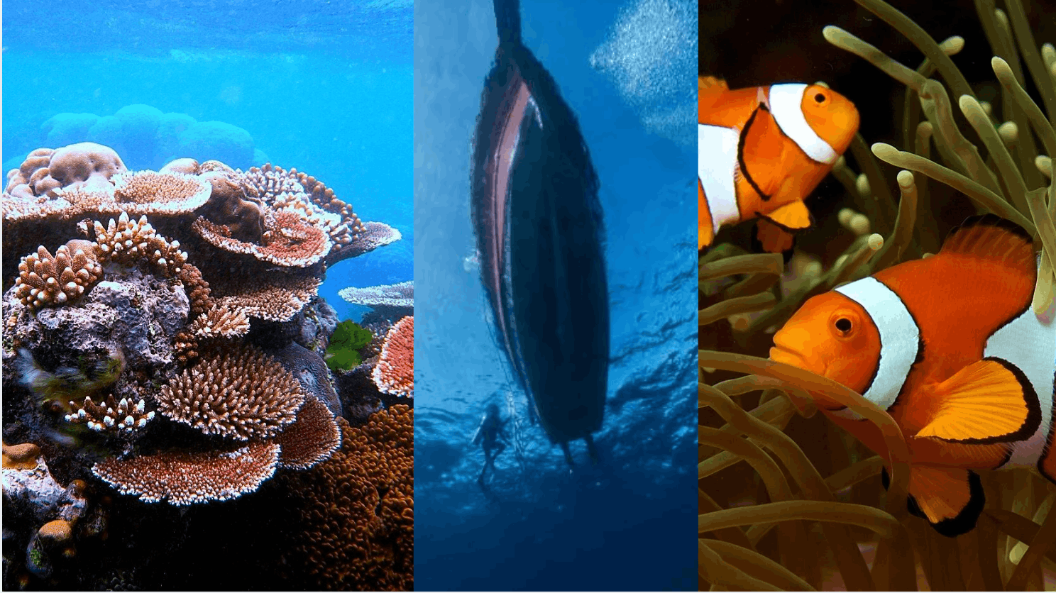 Youth Spotlight – Finding Nemo Jr.